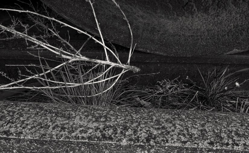 Botanical Patterns and&nbsp;Textures