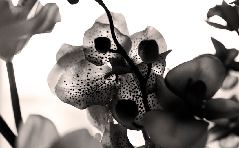 Botanical Macro and Textures:&nbsp;5.31.20