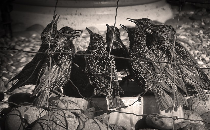 Quail in Santa Fe New&nbsp;Mexico