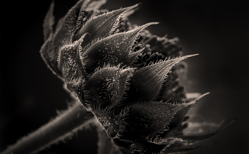 Santa Fe Harp and&nbsp;Child