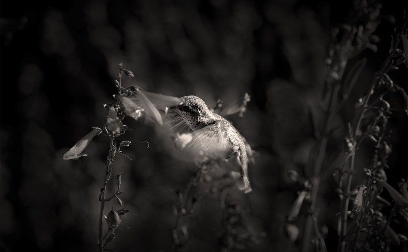 HummingBirds and Motorcycles Santa&nbsp;Fe