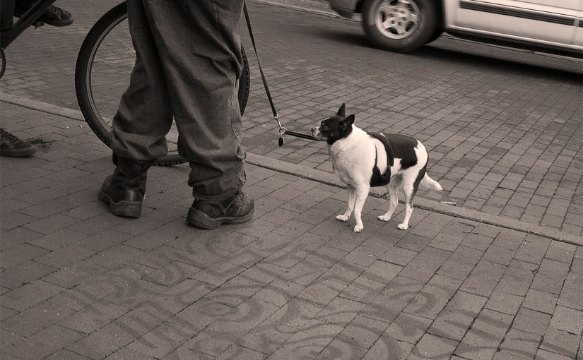 Dogs, Cats, Birds, Roman&nbsp;Ruins