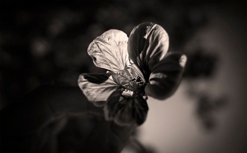 Tribute to my Swiss friend Helene&nbsp;Egger