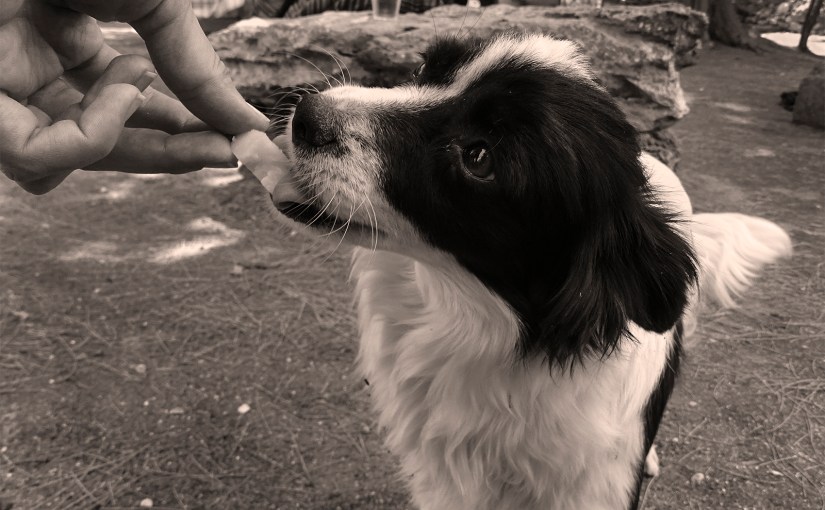 Botanical Abstracts and&nbsp;Critters