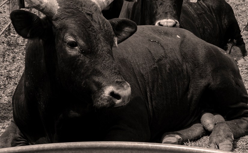 Cats, Steers, Snow, New&nbsp;Mexico