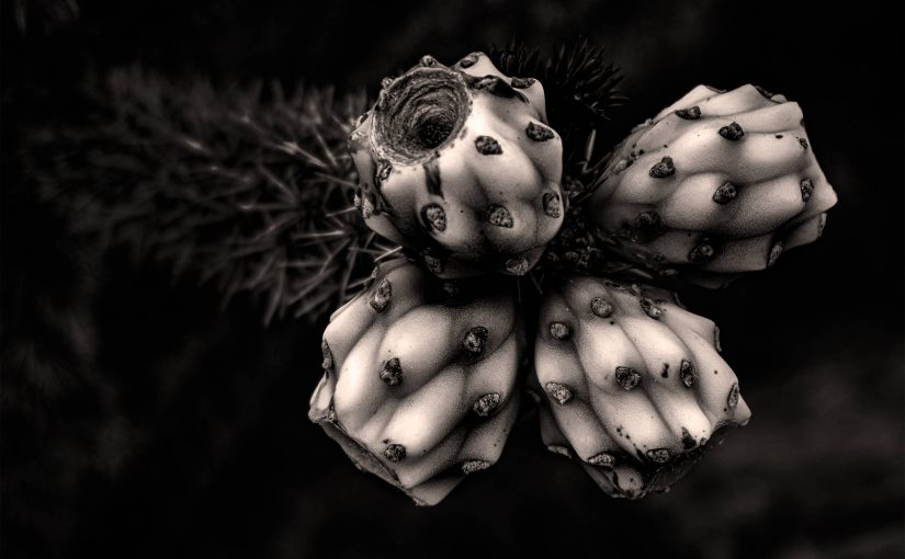 Love Those Botanicals