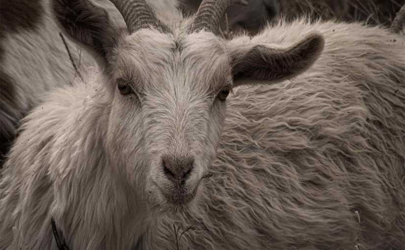 Goats = Weed&nbsp;Control