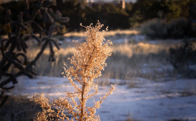 Magic of Morning&nbsp;Light