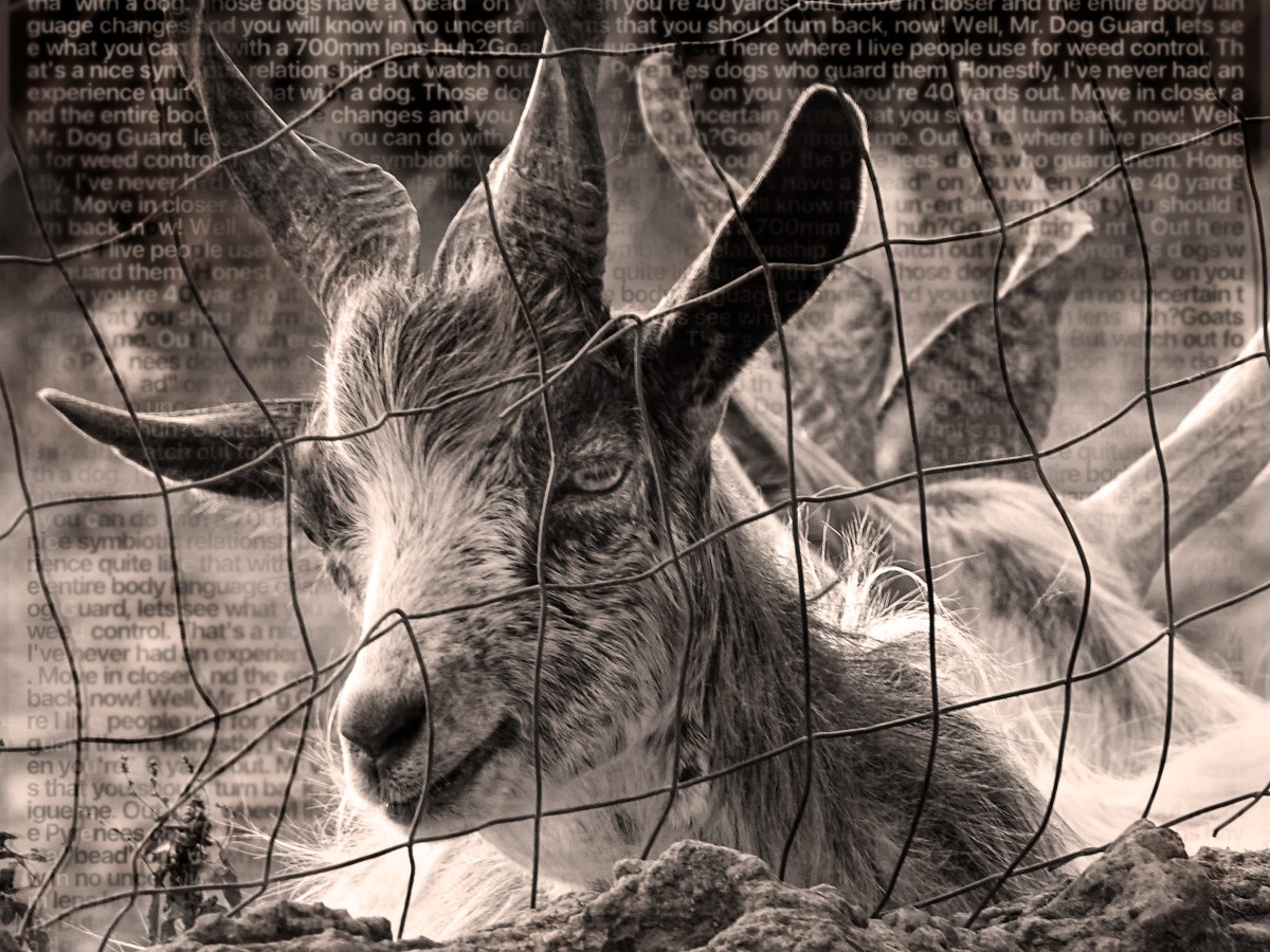 Text and Image:&nbsp;Goats